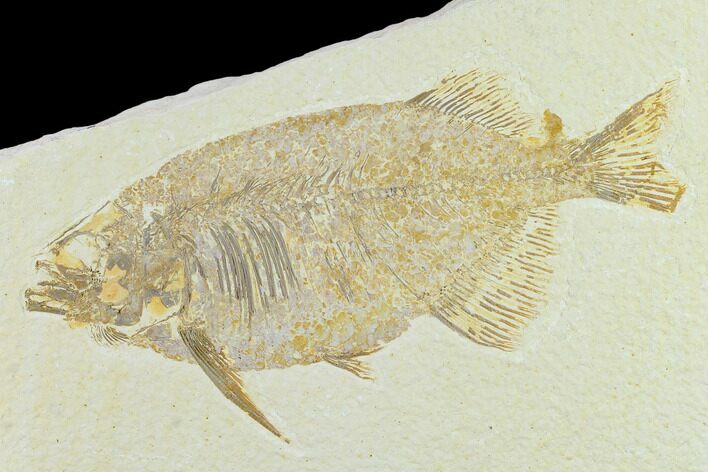 Bargain, Phareodus Fish Fossil - Uncommon Fish #131523